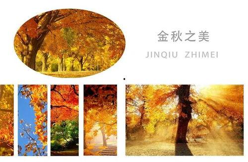 秋天朗诵视频,声声朗诵传深情