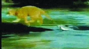 小猫钓鱼视频故事视频